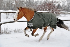 WINTERFIT? Wichtige Wintertipps für alle Pferdehalter mit Dr. Wiebke Bielenberg
