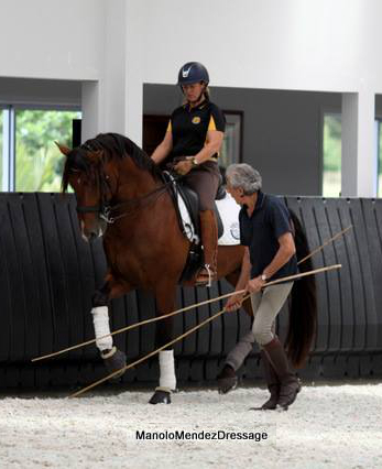 Manolo Mendez-Training for Wellness™ Dressurlehrgang