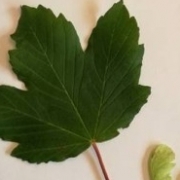 BERGAHORN (enthält viel Hypoglycin A) – Blattlappen sind zugespitzt, Blattrand ist gesägt, Flügel der Samen sind spitzwinkelig zueinander zugeordnet. © Pferdeklinik Tillysburg