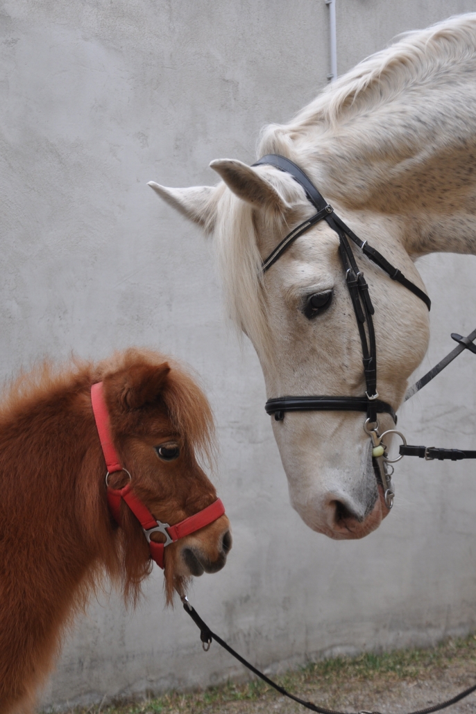 OEPS-Referat „Unser Partner Pferd“ hilft Pferden in Not. © privat