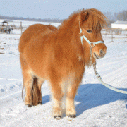 Wiesje und das OEPS Referat Unser Partner Pferd wünschen Frohe Weihnachten. © privat