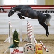 Staphael II am Sprung zum Sieg beim Freispringchampionat 2018 © TEAM myrtill