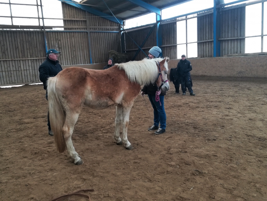 Impressionen vom Zirkuslektionenkurs mit Wolfgang Hellmayr im URFV Allhartsberg. © privat