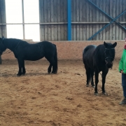 Impressionen vom Zirkuslektionenkurs mit Wolfgang Hellmayr im URFV Allhartsberg. © privat