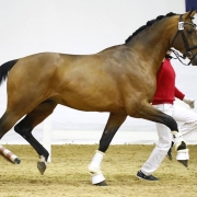 Der beste in Österreich gezogene Dressurhengst: Reservesieger Perino MBH PrH. © TEAM myrtill