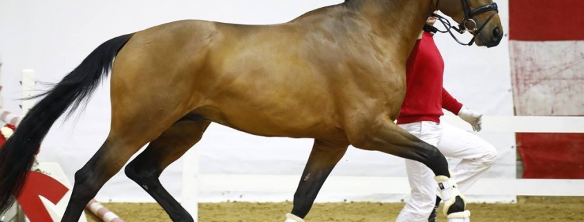 Der beste in Österreich gezogene Dressurhengst: Reservesieger Perino MBH PrH. © TEAM myrtill