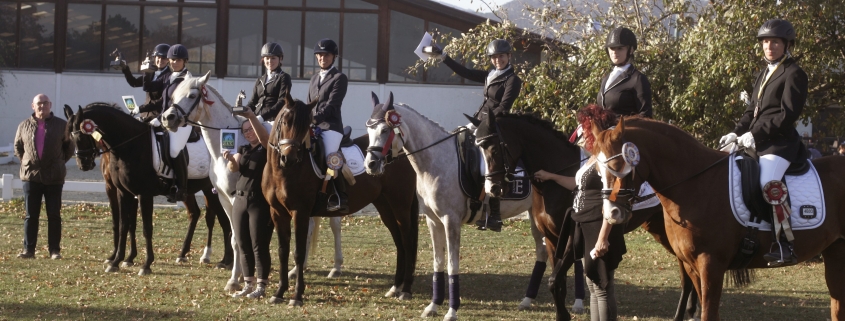 Die Vorfreude auf die Araber-Trophy-Premiere in NÖ ist groß. © privat
