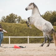 Die Mensch-Pferd-Beziehung steht bei den Parelli Games im Mittelpunkt. © privat