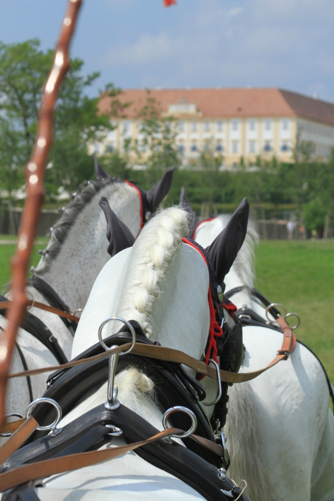 Staats- und Landesmeisterschaft auf Schloss Hof.