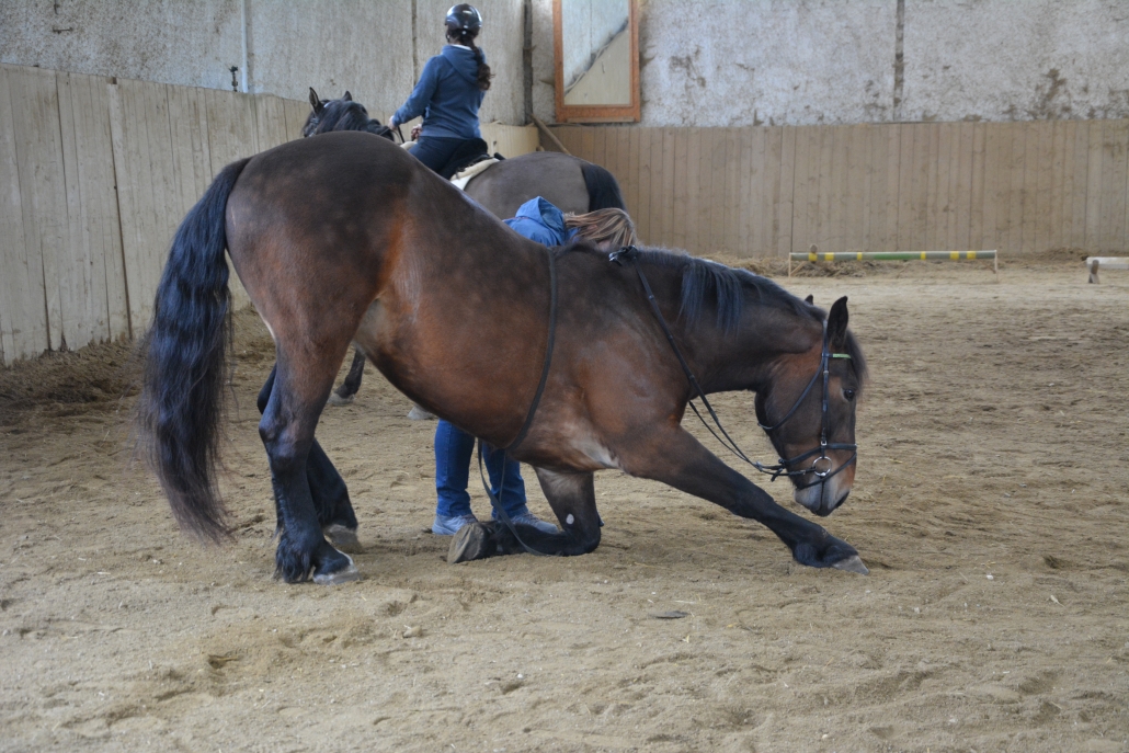 Impressionen vom Kurs mit Wolfgang Hellmayr im Pferdehaus Katharina in Gföhl (NÖ). © privat