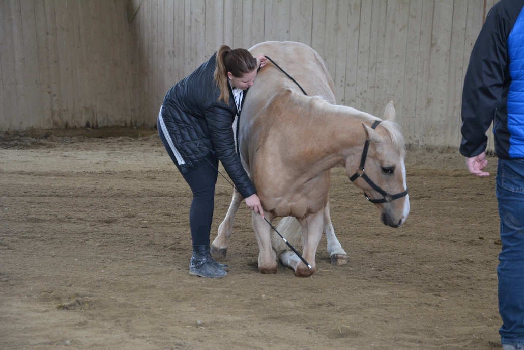 Impressionen vom Kurs mit Wolfgang Hellmayr im Pferdehaus Katharina in Gföhl (NÖ). © privat