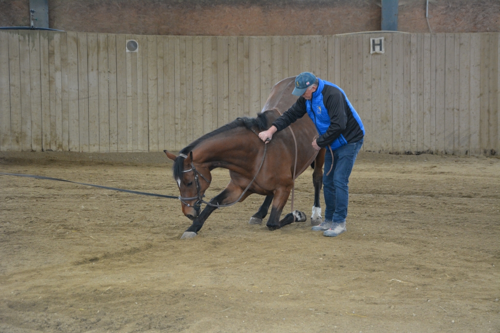 Impressionen vom Kurs mit Wolfgang Hellmayr im Pferdehaus Katharina in Gföhl (NÖ). © privat