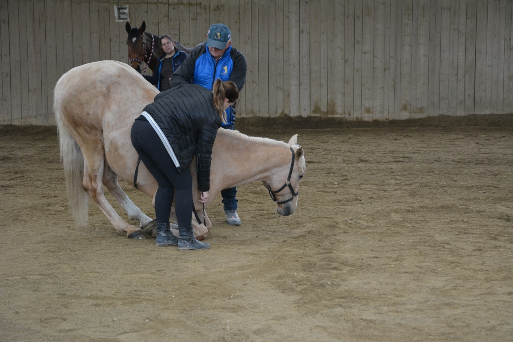Impressionen vom Kurs mit Wolfgang Hellmayr im Pferdehaus Katharina in Gföhl (NÖ). © privat