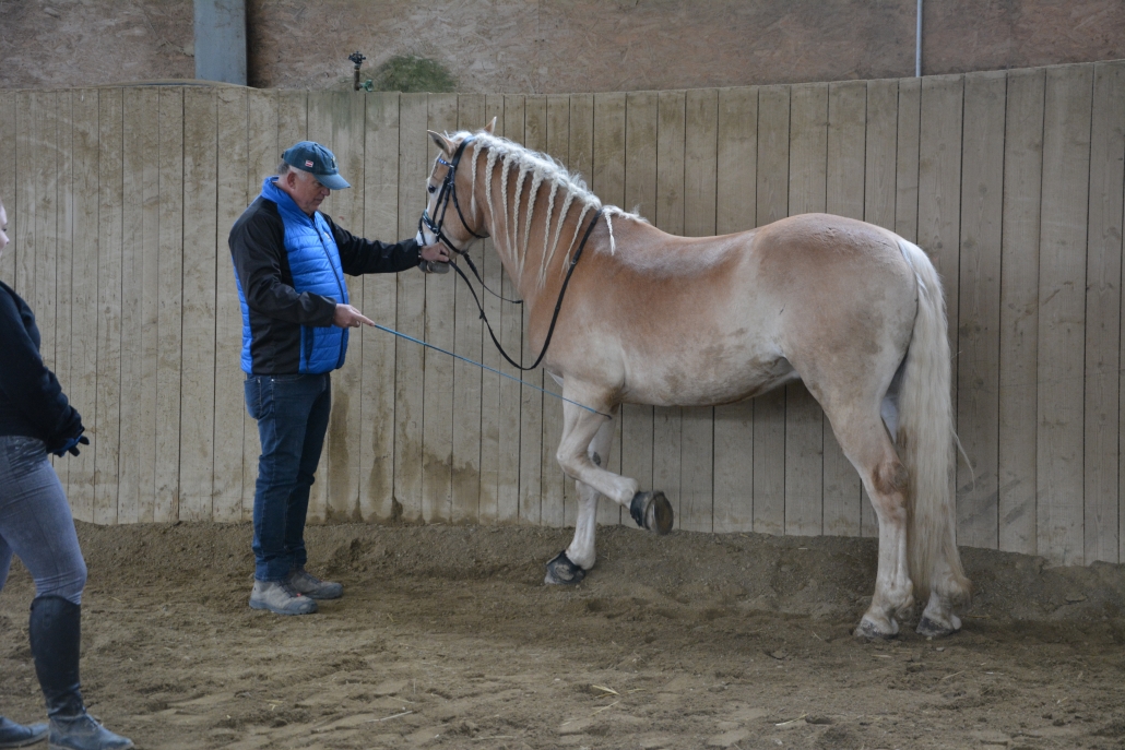 Impressionen vom Kurs mit Wolfgang Hellmayr im Pferdehaus Katharina in Gföhl (NÖ). © privat