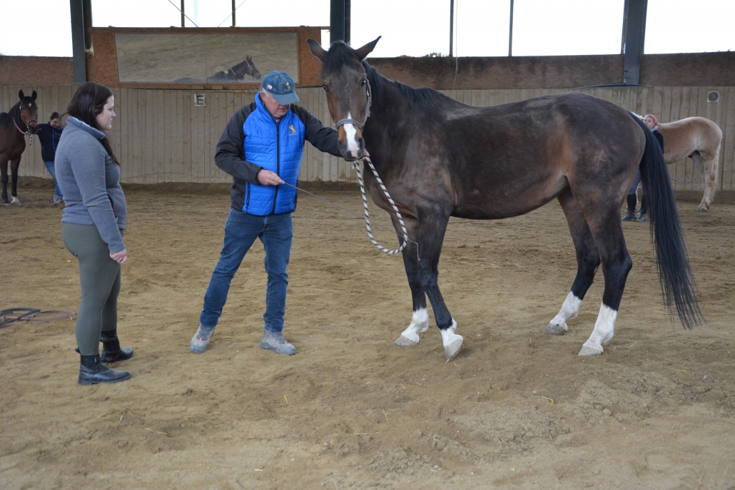 Impressionen vom Kurs mit Wolfgang Hellmayr im Pferdehaus Katharina in Gföhl (NÖ). © privat