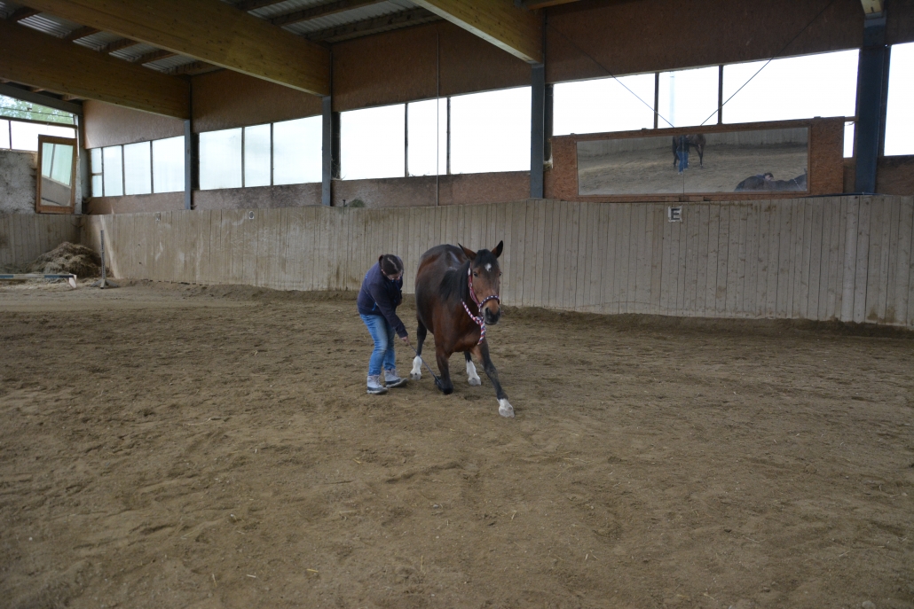 Impressionen vom Kurs mit Wolfgang Hellmayr im Pferdehaus Katharina in Gföhl (NÖ). © privat