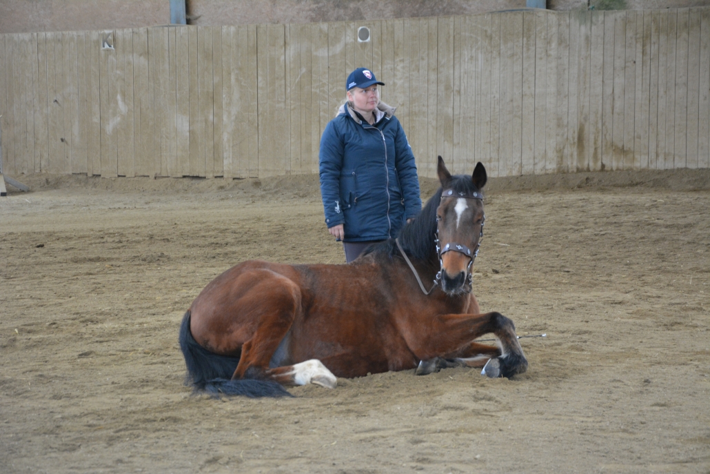 Impressionen vom Kurs mit Wolfgang Hellmayr im Pferdehaus Katharina in Gföhl (NÖ). © privat