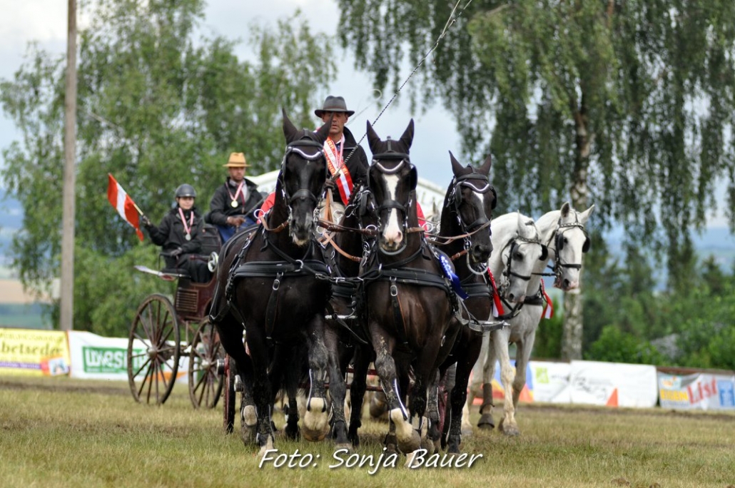 Der Österreichische Meister der Vierspänner kommt 2019 aus Niederösterreich. © Sonja Bauer