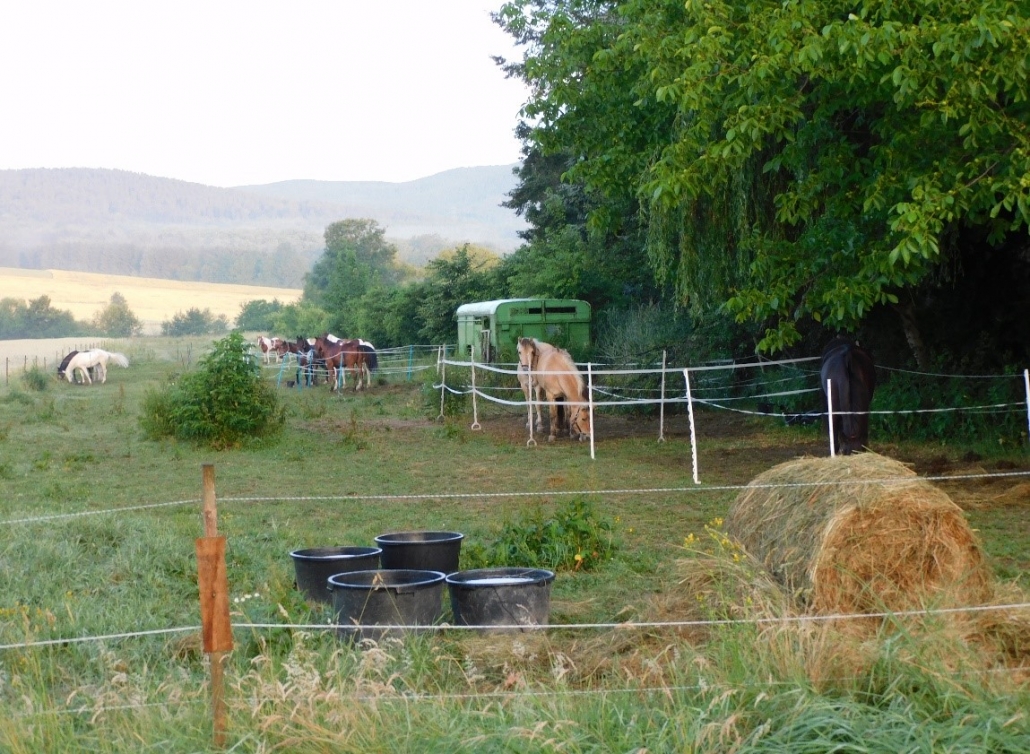 Wanderreiten im Mittelburgenland: Ein Bericht von Edith Leitner. © privat