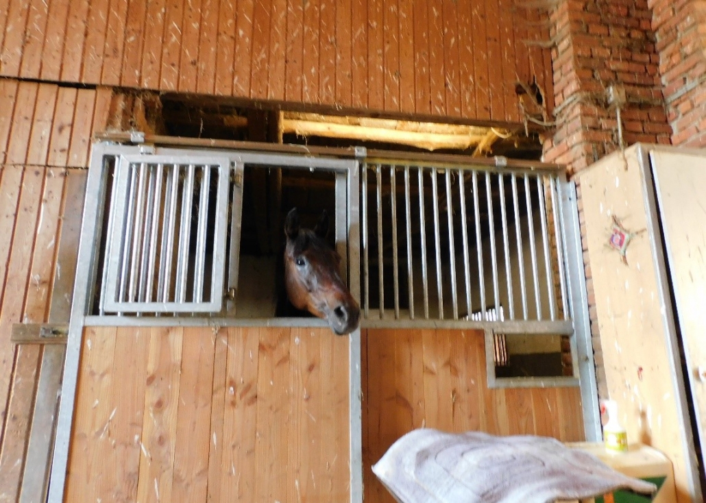 Wanderreiten im Mittelburgenland: Ein Bericht von Edith Leitner. © privat