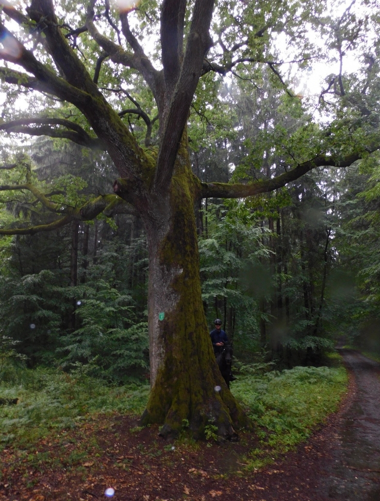 Wanderreiten vom Mittelburgenland in die Steiermark: Ein Bericht von Edith Leitner | Tag 03. © privat