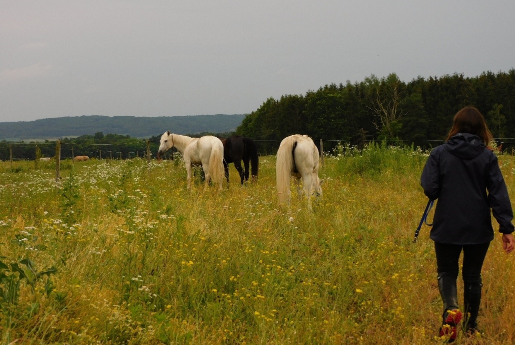 Wanderreiten vom Mittelburgenland in die Steiermark: Ein Bericht von Edith Leitner | Tag 03. © privat