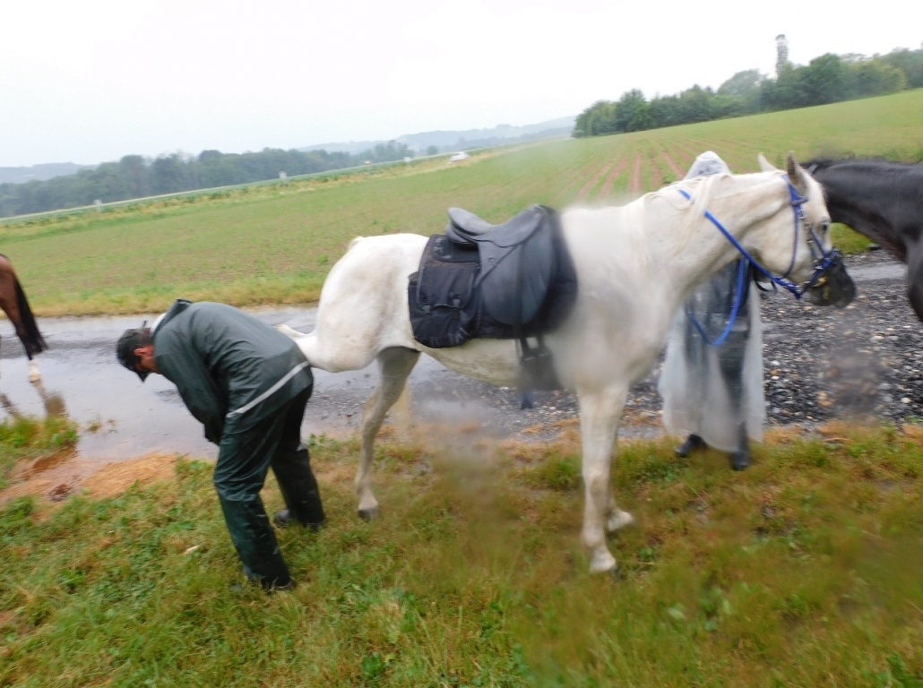Wanderreiten vom Mittelburgenland in die Steiermark: Ein Bericht von Edith Leitner | Tag 03. © privat