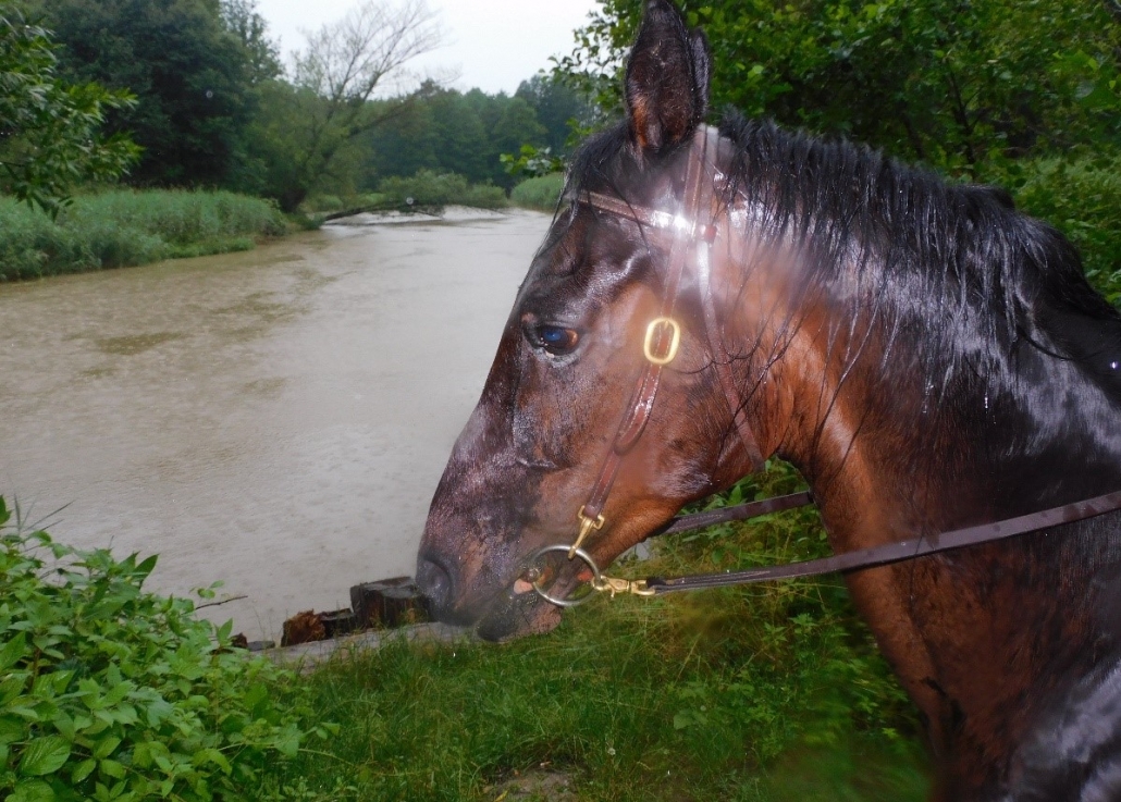 Wanderreiten vom Mittelburgenland in die Steiermark: Ein Bericht von Edith Leitner | Tag 03. © privat