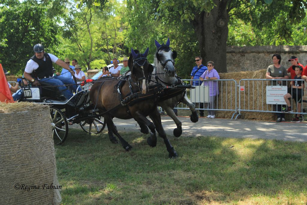 Mit einem Sieg im Marathon holte sich Manfred Aberham vom Union Reit- und Fahrverein Schloss Hof den NÖ Landesmeistertitel bei den Zweispännern. © Regina Fabian