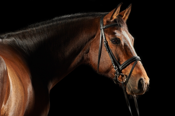 Adobe Stock: Portrait of a bay sport dressage horse