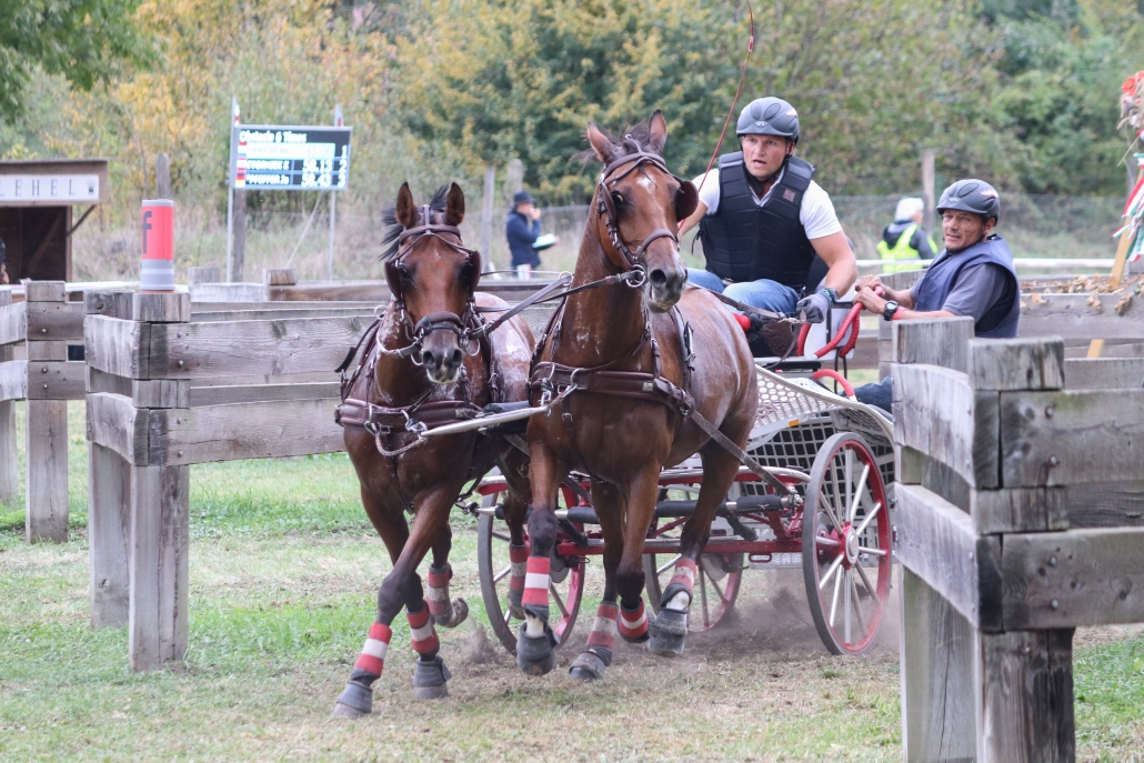 Platz 13 bei der FEI WM Fahren Pony für den amtierenden Bundesmeister Zweispänner, Roman Elend. © Krisztina Horvath