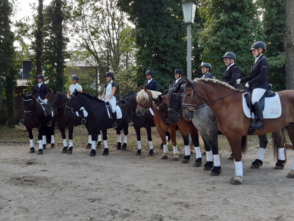 Niederösterreichs Noriker-Reiter bei den BM in Stadl Paura. © Manuela Baldauf