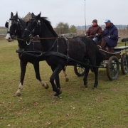 Fahrkurs mit Christian Schlögelhofer im RFV Drosendorf. © privat