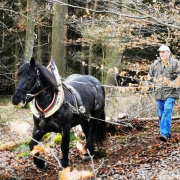 Holzrückekurs im URFV Allhartsberg. © URFV Allhartsberg