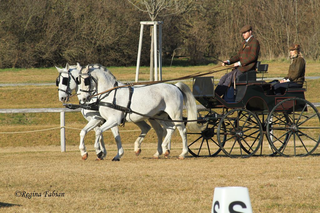 Impressionen vom FEI Fahrkurs. © Regina Fabian