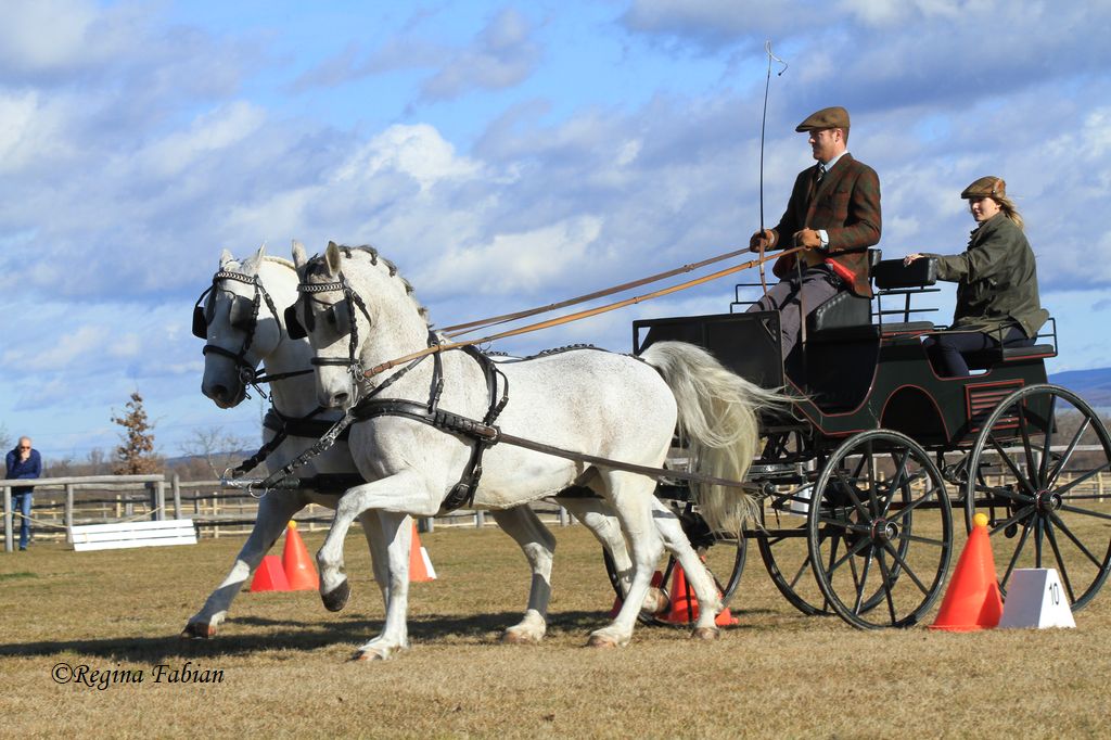 Impressionen vom FEI Fahrkurs. © Regina Fabian