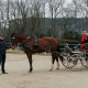 Training mit Top-Vierspännerfahrer Glenn Geerts (BEL) im URFV Allhartsberg. © privat