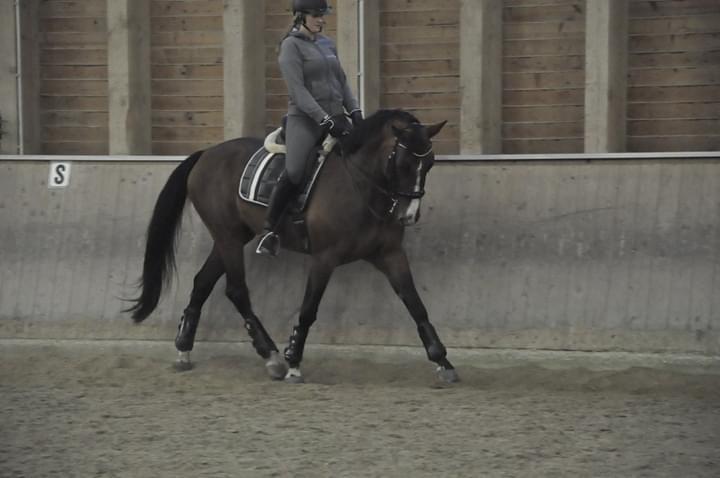 Dressurkurs mit Aimee Kroneder und Johannes Hamminger am Burgstallerhof. © privat