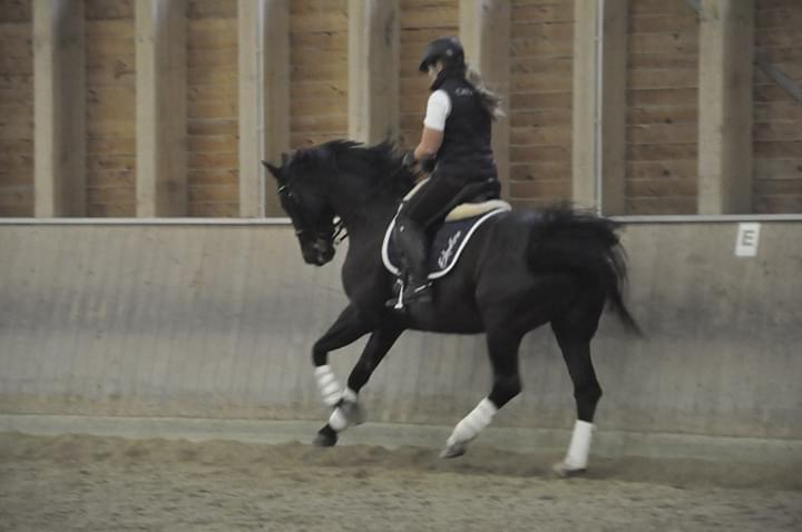 Dressurkurs mit Aimee Kroneder und Johannes Hamminger am Burgstallerhof. © privat