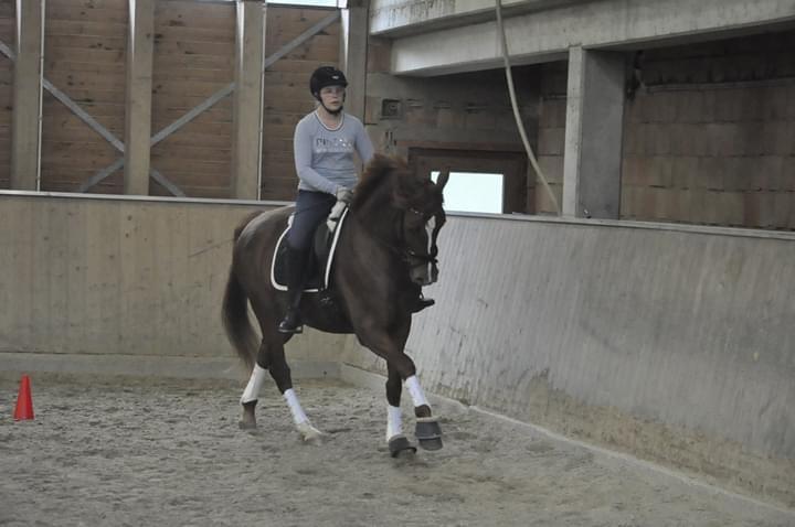 Dressurkurs mit Aimee Kroneder und Johannes Hamminger am Burgstallerhof. © privat