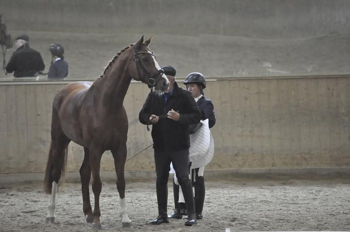 Dressurkurs mit Aimee Kroneder und Johannes Hamminger am Burgstallerhof. © privat