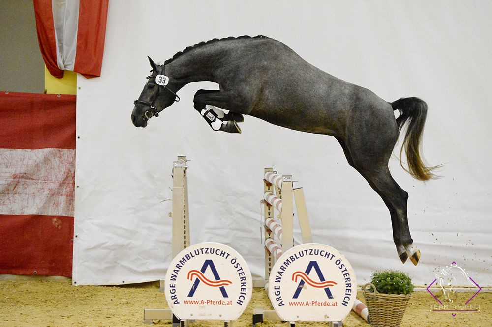Serenissima v. Grey Top (Z.&B. Dr. Bettina Fasching). @TEAM myrtill