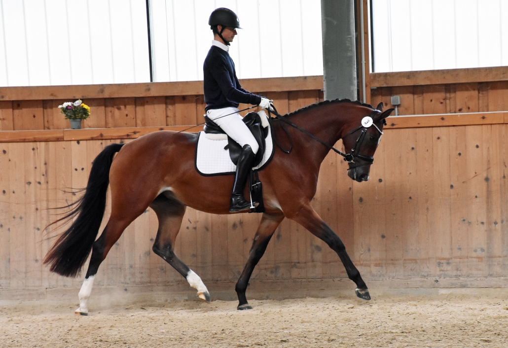 Siegreich in der SLP & der ZSE: Königsweihe (Rheinklang x Interconti). © Michaela Braune