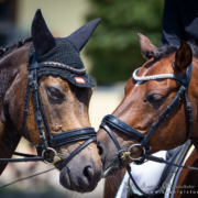 Begeisterung wird mehr, wenn man sie teilt, denn WIR sind Pferdesport. © Andreas Schnitzlhuber
