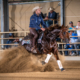 Die Austrian Reining Futurity 2021 und NRHA Show findet vom 18. bis 21. August in Wiener Neustadt statt. © ZVG