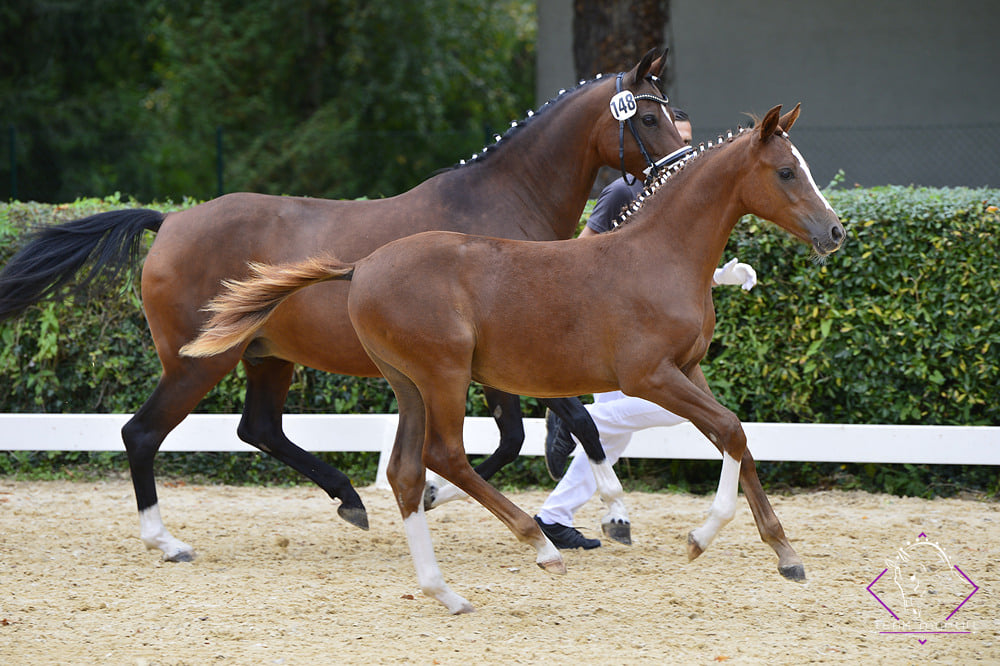Bundeschampionesse österr. Reitpony Stuten: Bergerhof's Memory v. Bergerhofs Domino (Z. u. B. ZG Frank & Doppler). © Team Myrtill