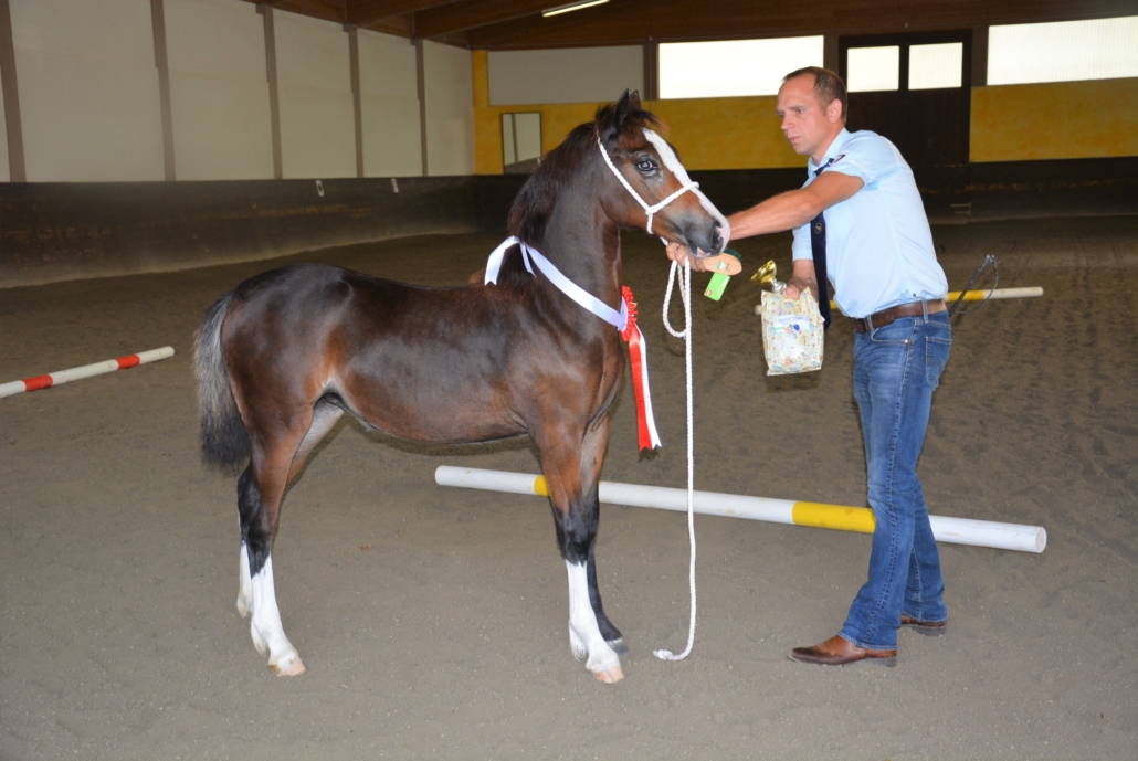 Fohlenchampion der Zuchtschau West des ÖZP: MBS Viktoria, Welsh Cob (D) Stutfohlen, Züchter und Besitzer: Markus Bauer, Bad Vöslau. © privat