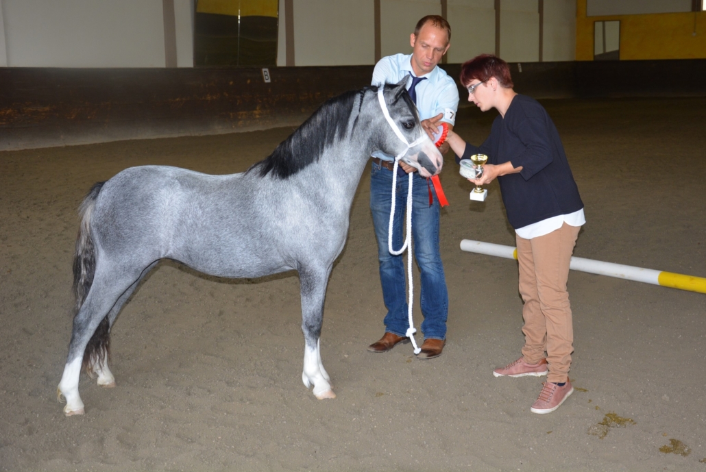 Und der Jugendreservesieg ging ebenfalls an eine Welsh Cob Stute von Markus Buer: MBS Helena, einjährig, Welsh A Pony. © privat