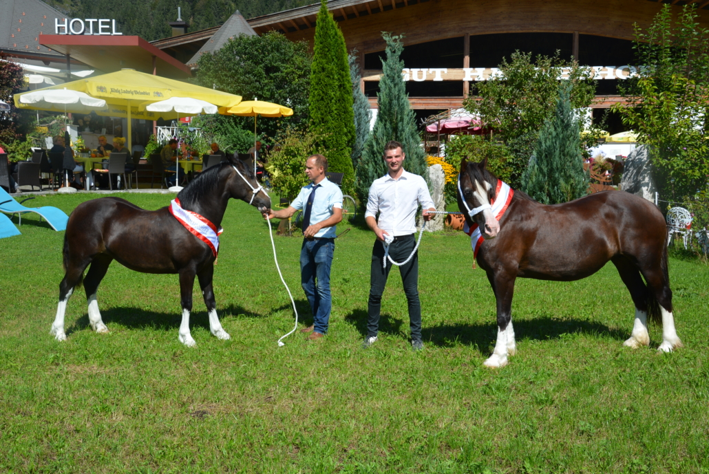 Jugendsieg und Tagesreservesieg für MBS Queen of Hearts (links am Foto), Welsh Cob (D), einjährig, ebenfalls aus der Zucht von Markus Bauer (Bad Vöslau). © privat
