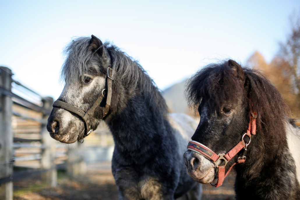 Die beiden Shetland-Ponies Manu (links) und Max. © Österreichischer Tierschutzverein